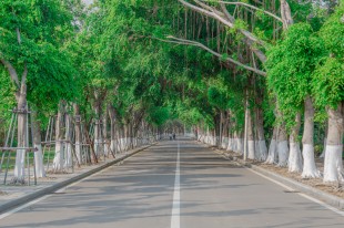 &ldquo;嘉&rdquo;里的路
