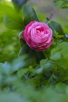 &ldquo;嘉园&rdquo;红紫竞芳菲
