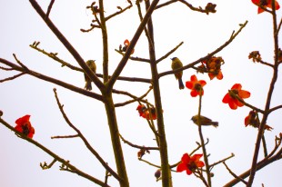 &ldquo;嘉&rdquo;里百花绽，你的心事放在哪一朵？